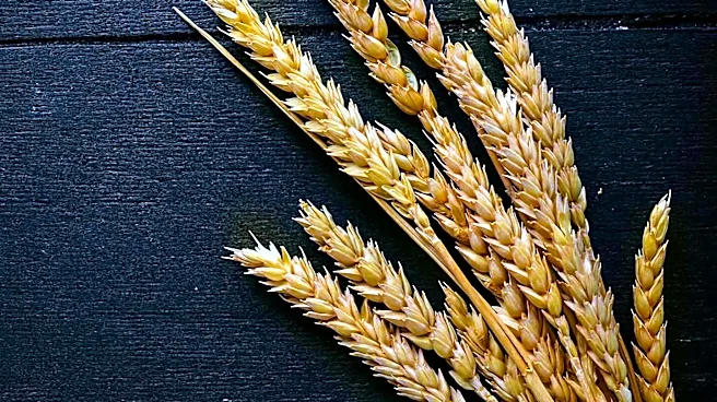 Black Sea Tensions Drive Grain Prices to Near Two-Year Highs