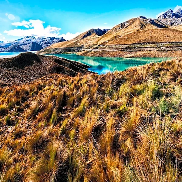 University of Oklahoma Researchers Study High-Altitude Adaptations in Andean Mice
