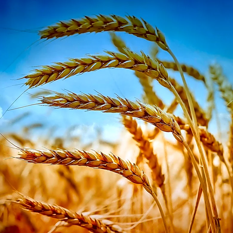 Wheat Prices Fluctuate Amid Black Sea Tensions and U.S. Weather Concerns