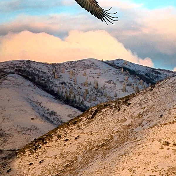 Injured Bald Eagle Believed to be Jackie Rescued in Big Bear