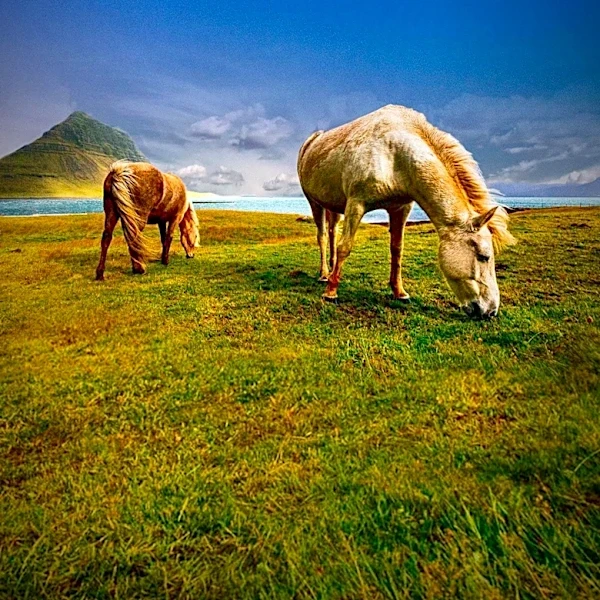 Eastern Kentucky Faces Challenges with Growing Free-Roaming Horse Population
