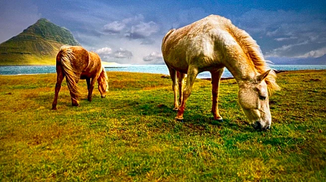 Eastern Kentucky Faces Challenges with Growing Free-Roaming Horse Population
