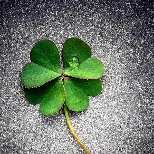 Clover Health Discloses Data Breach, Investigates Impact on Member Data