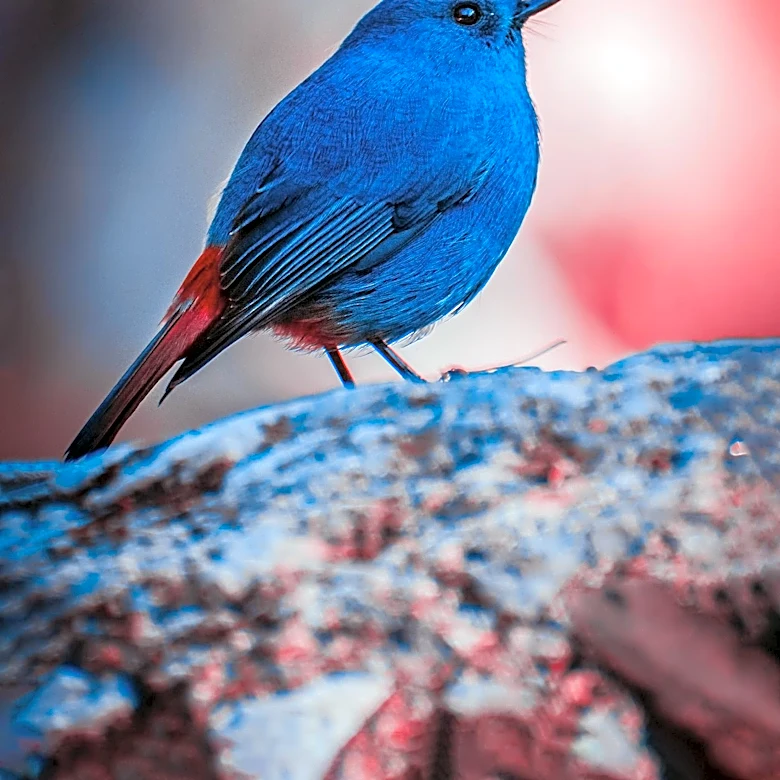AI-Enhanced Bird Photos Threaten Credibility of Citizen Science Platforms