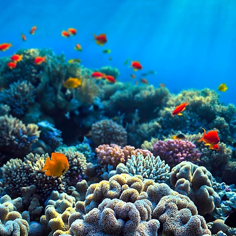 Rediscovered Coral Reef in Benin Thrives After Decades