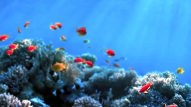 Rediscovered Coral Reef in Benin Thrives After Decades