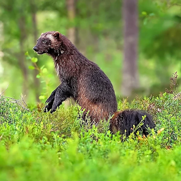 Biologist Reveals Higher Wolverine Numbers in Yellowstone, Challenging Previous Estimates