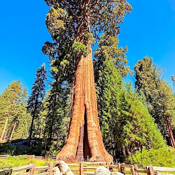 NASA Study Highlights Controlled Burns as Key to Sequoia Survival Amid Wildfires