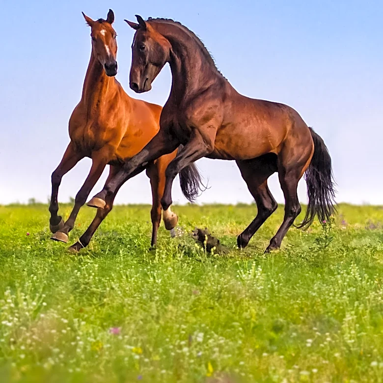 Growing Population of Free-Roaming Horses in Eastern Kentucky Poses Management Challenges