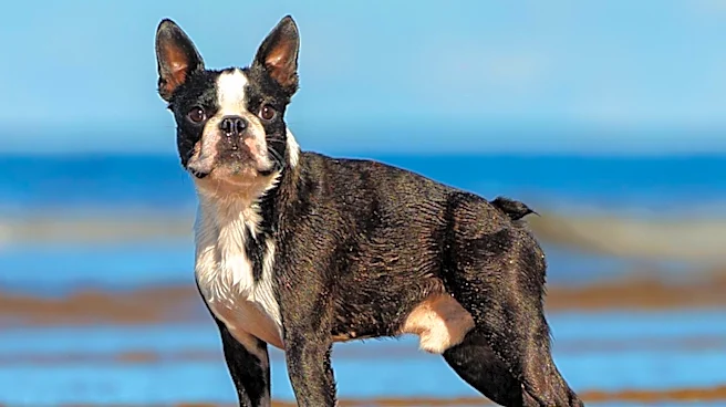 Pet Owner Suspects Algae Bloom in Boston Park Water Led to Dog's Death