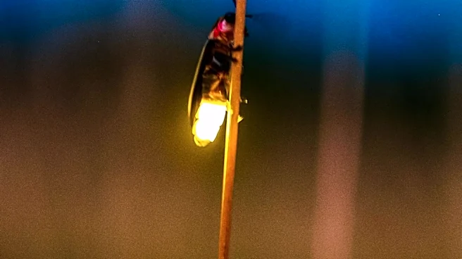 Scientists Reevaluate Firefly Light Emission, Impacting Scientific Understanding