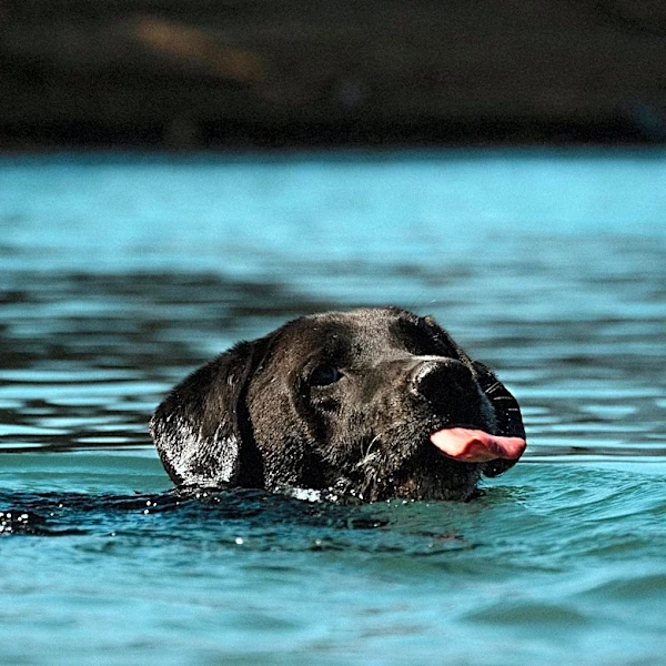 Menlo Park Firefighters Rescue Missing Dog Swimming in San Francisco Bay