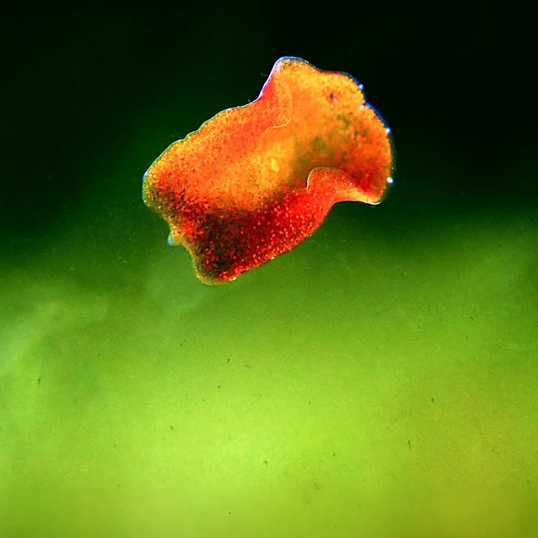 Genomic Study Reveals Early Signs of Drug Resistance in Schistosoma mansoni