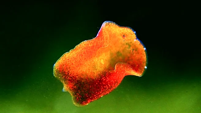 Genomic Study Reveals Early Signs of Drug Resistance in Schistosoma mansoni