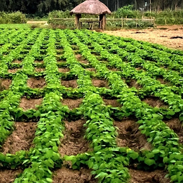 Cameroon Formalizes Incubator at Ambam Agriculture School to Boost Rural Entrepreneurship