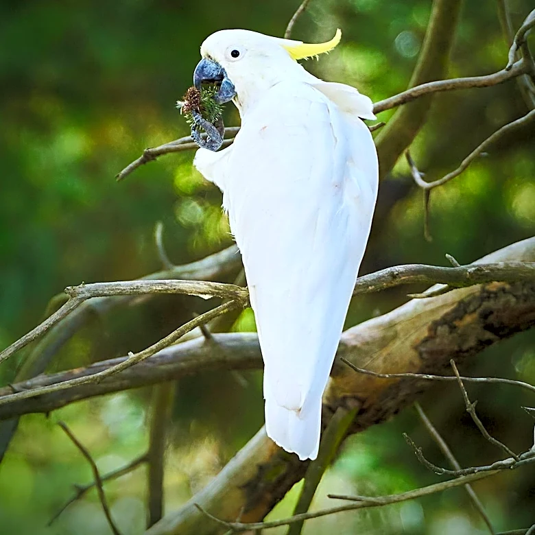 Murdoch University Study Reveals Pesticide Contamination in Endangered Cockatoos' Food