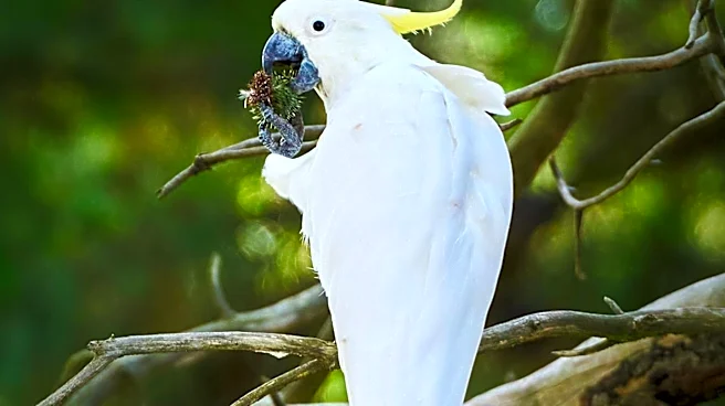 Murdoch University Study Reveals Pesticide Contamination in Endangered Cockatoos' Food