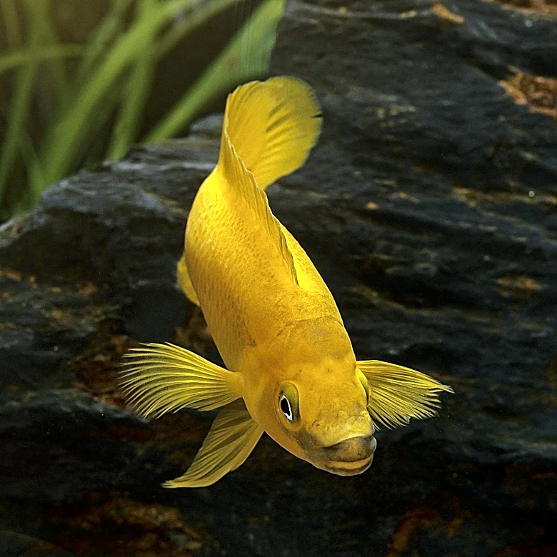 Minnesota DNR Reports 202 Fish Kills Amid Heat Wave Raising Lake Temperatures