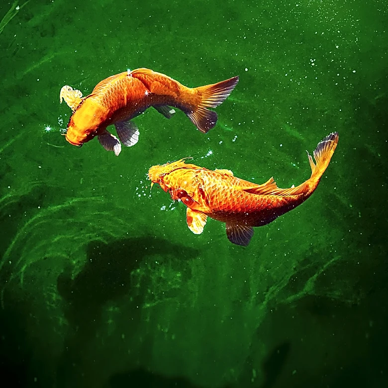Minnesota DNR Reports 202 Fish Kills Amid Heat Wave Stressing Lakes