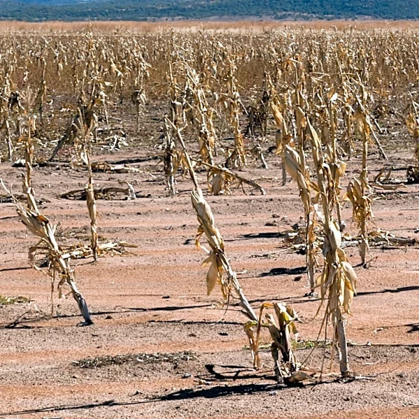 Colorado Peach Farmers Face Uncertainty Amid Prolonged Drought and Water Shortages