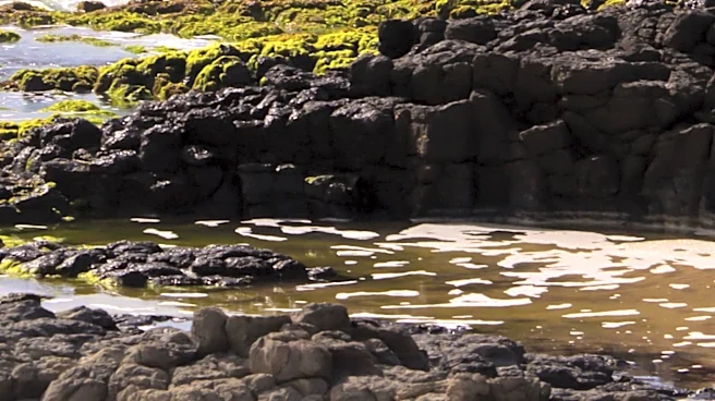 Understanding the Causes and Impacts of Tsunamis