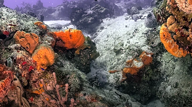 Sylvia Earle and Titouan Bernicot Advocate for Ocean Conservation Strategies