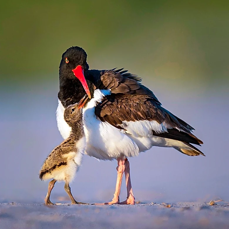 Conservation Efforts Lead to American Oystercatcher Population Rebound Along U.S. Coasts