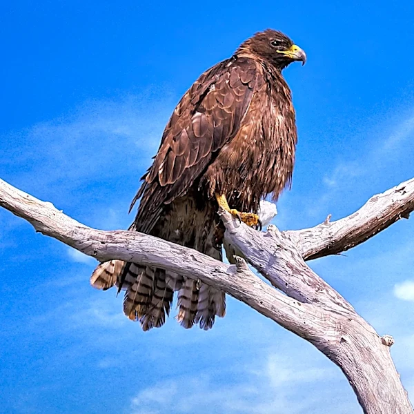 Big Bear Eagle Jackie Rescued and Recovering After Altercation