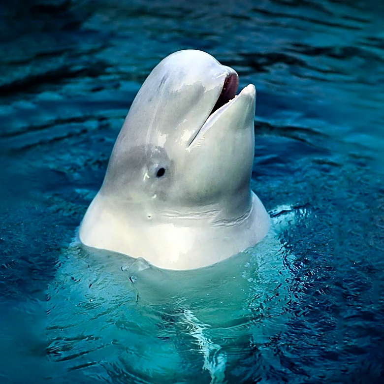 Shedd Aquarium Welcomes Four Beluga Whales from Canada in Rescue Effort