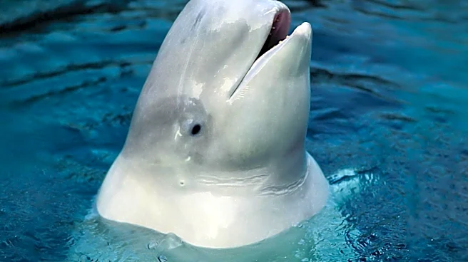 Shedd Aquarium Welcomes Four Beluga Whales from Canada in Rescue Effort