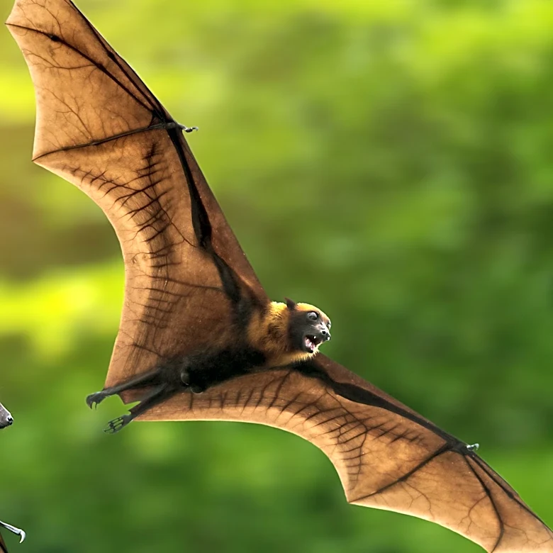 Rabid Bat Discovery at San Diego Zoo Sparks Public Health Alert