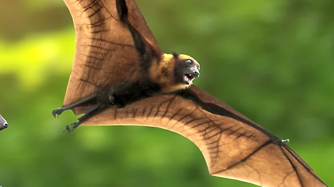 Rabid Bat Discovery at San Diego Zoo Sparks Public Health Alert