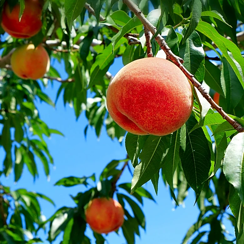 Western Colorado Farmers Face Uncertainty as Drought Threatens Peach Harvest