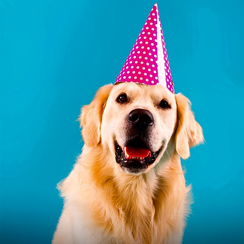 Long Island Children's Hospital Hosts Birthday Party for Facility Dogs