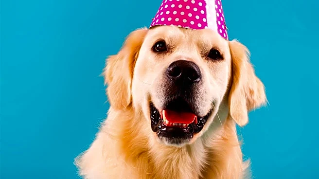 Long Island Children's Hospital Hosts Birthday Party for Facility Dogs