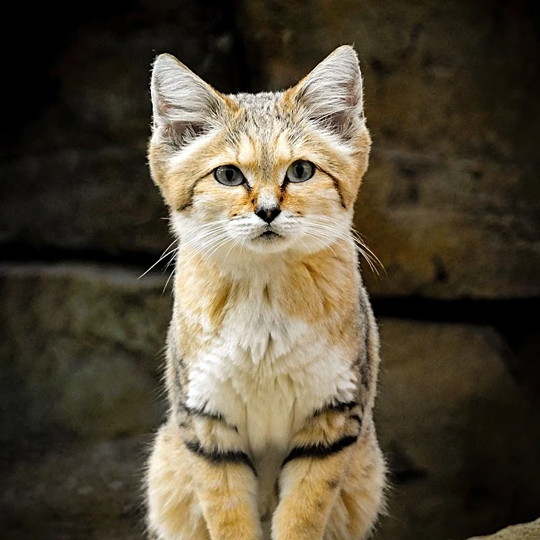 YouTube Video Confirms Existence of Libya's Elusive Sand Cats