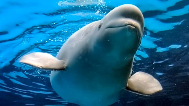 Relocation of Beluga Whales from Shuttered Marineland Canada Begins