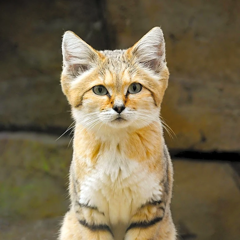 Libyan Sand Cats Confirmed by YouTube Video, Sparking Wildlife Research
