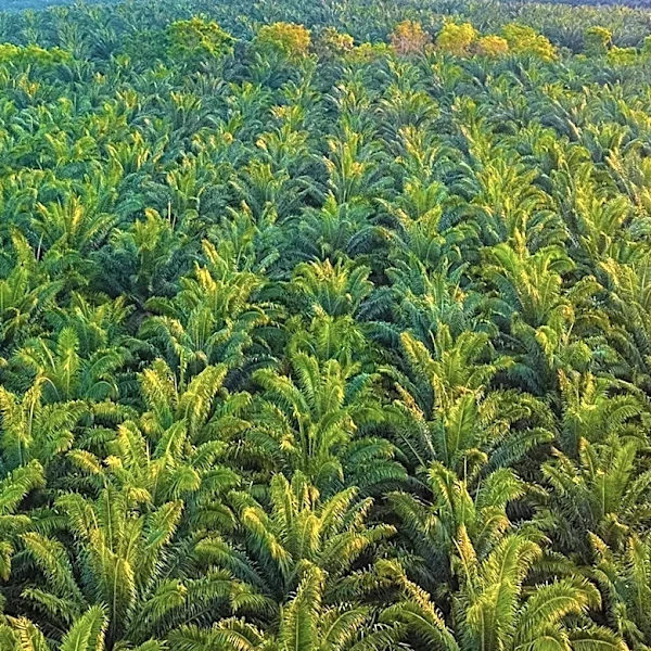 EUDR Excludes Palm Oil Waste, Expanding Agricultural Applications