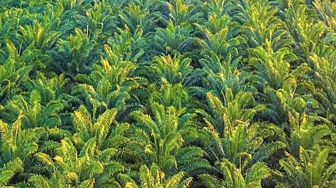 EUDR Excludes Palm Oil Waste, Expanding Agricultural Applications