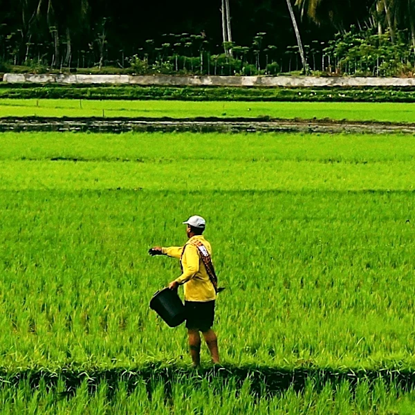 Indonesia Achieves Self-Sufficiency in Eight Food Commodities Amid Global Food Security Concerns