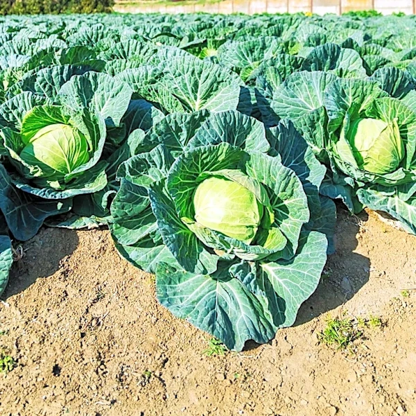 Organic Farming Practices Gain Traction Amid Rising Concerns Over Pesticide Use