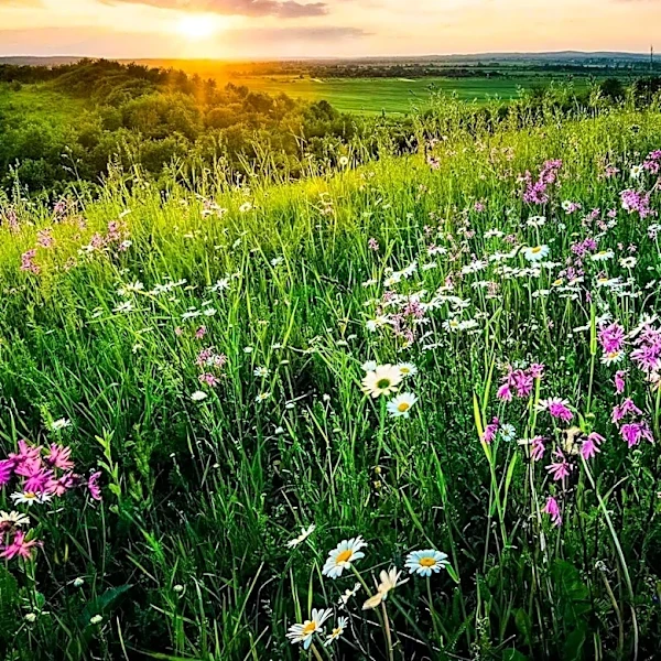 Natural Recovery Transforms Abandoned Farmland into Wildflower Meadow
