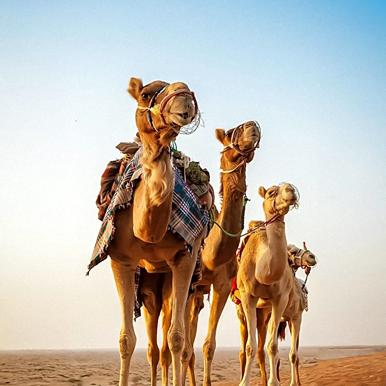 Extreme Heat Threatens Camel Populations in Ethiopia, Forcing Herders to Relocate