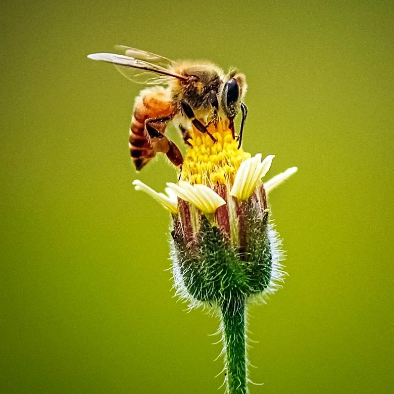 Scientists Discover Neural Circuits That Assign Tasks in Bee Colonies