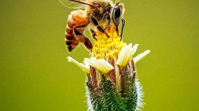 Scientists Discover Neural Circuits That Assign Tasks in Bee Colonies