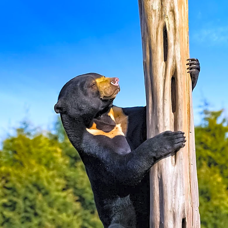 Bear Dies After Climbing Telephone Pole in Clayton, New Mexico