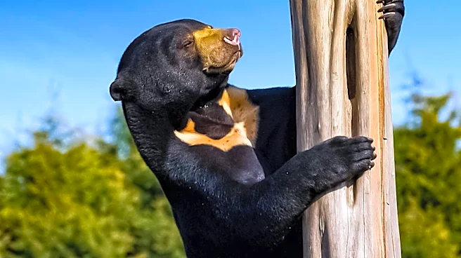 Bear Dies After Climbing Telephone Pole in Clayton, New Mexico