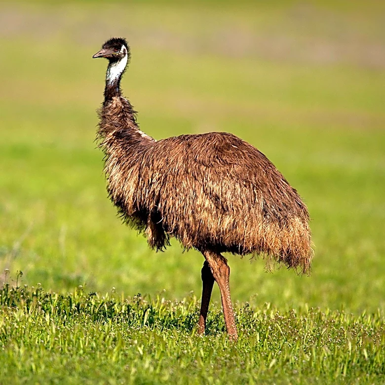 Daughter of Dog Owners Addresses Emu Killing Incident in McKeesport