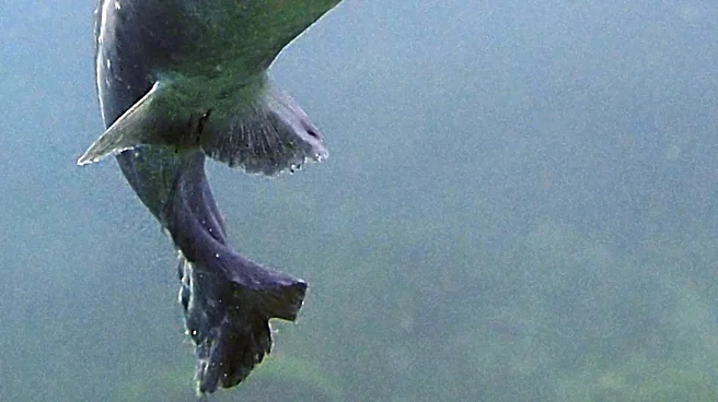Transmissible Cancer Detected in Catfish at Lake Memphremagog Raises Concerns